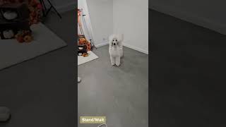 Delilah Showreel  Standard Poodle