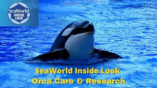 Inside Look Killer Whale (Orca) Care and Research SeaWorld Orlando