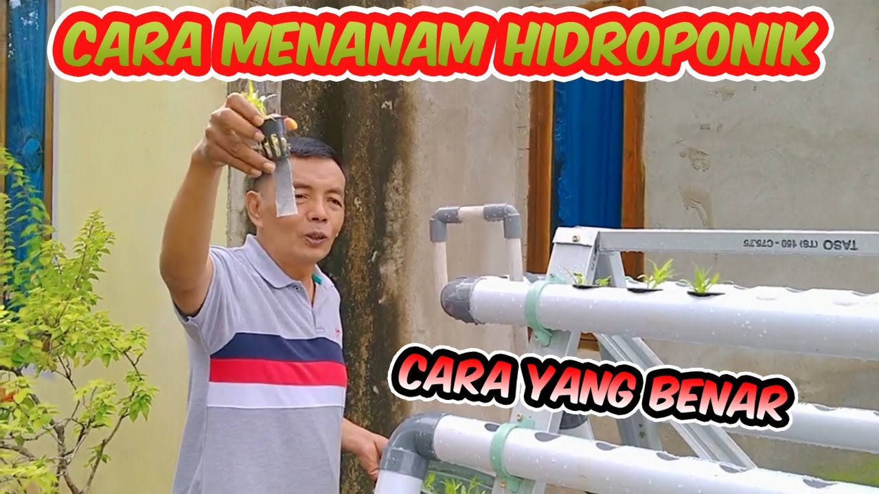 Cara penanaman Hidroponik yang benar - Part 2 