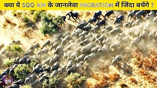 क्या ये हाथी अपने पहले Migration में जिंदा बच पाएंगे , Elephant's Epic Migration , (Kalahari Desert)