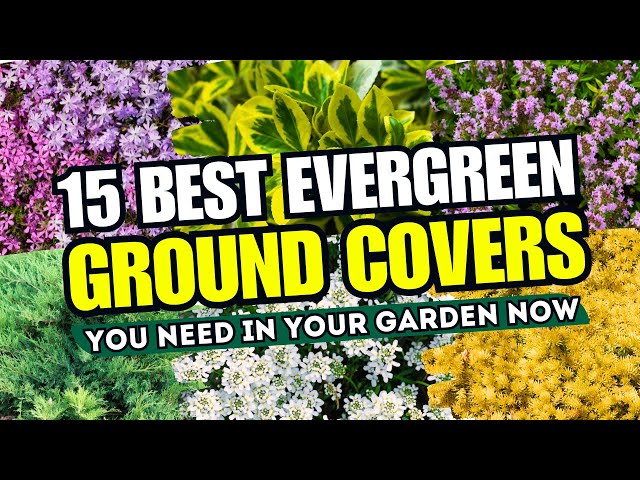 😍🌿 NO MORE BARE SPOTS! Top 15 BEST Evergreen Ground Cover Plants You NEED in Your Garden Now!  😱💚 class=