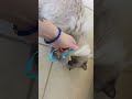 Stormi and catnip toy // 2023