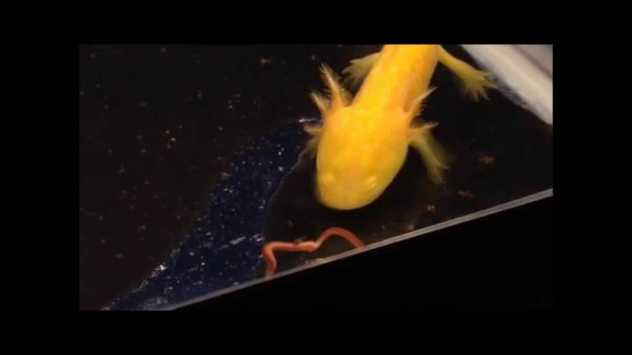 All About Android 24h Free Isopod Bahaya Golden Albino Axolotl Slurps Up A Worm All About Android 24h Free Isopod Bahaya Golden Albino Axolotl Slurps Up A Worm