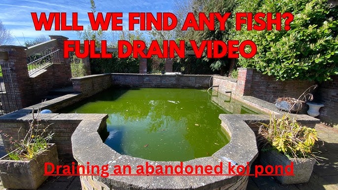 Creating warm areas in a fish pond to help improve koi and goldfish  immunity over winter 