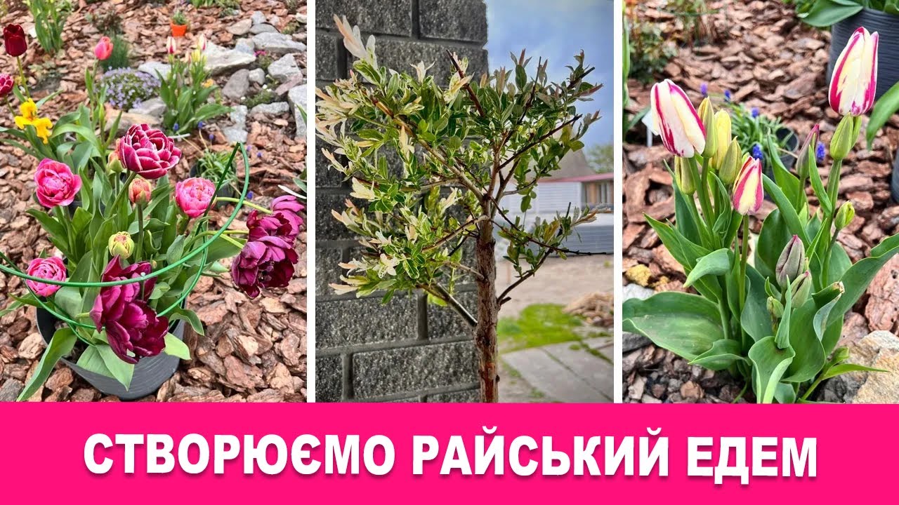 НЕ КУПУЙТЕ ЦЕ У ФЛОРІУМІ, МІЙ ФАВОРИТ, РОЗПАКОВКА ПОСИЛОК З РОСЛИНАМИ, ЗЕЛЕНІ ЯНГОЛИ