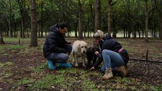 The Truffle Farm | What's Up Downunder | Season 17 | Episode 1