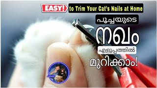 Easy Way To Trim Your Cat’s Nails At Home @NANDASPets by NANDAS pets 300 views 11 months ago 4 minutes, 11 seconds