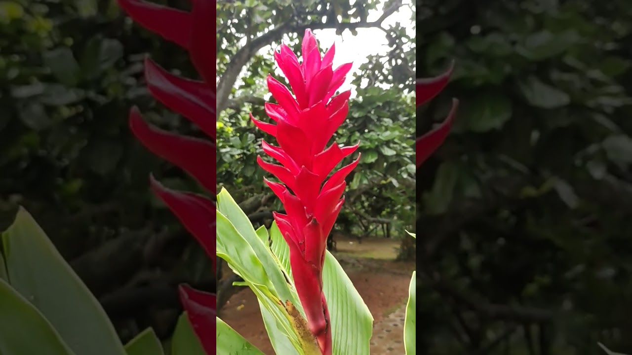 Red ginger flower |Plants of Eden By Athi| 