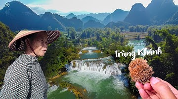 Phong Cảnh Tuyệt Đẹp Thác Cò Là, Trải nghiệm Thú Vị Nhặt Hạt Dẻ Trùng Khánh-Cao Bằng