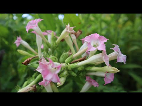 Vídeo: Growing Nicotiana: informació sobre la planta de Nicotiana