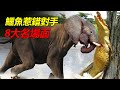 鱷魚惹錯對手的8大名場面,被大象踩死,被老虎咬死!