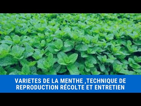 Vidéo: Un Régal à La Menthe. La Reproduction