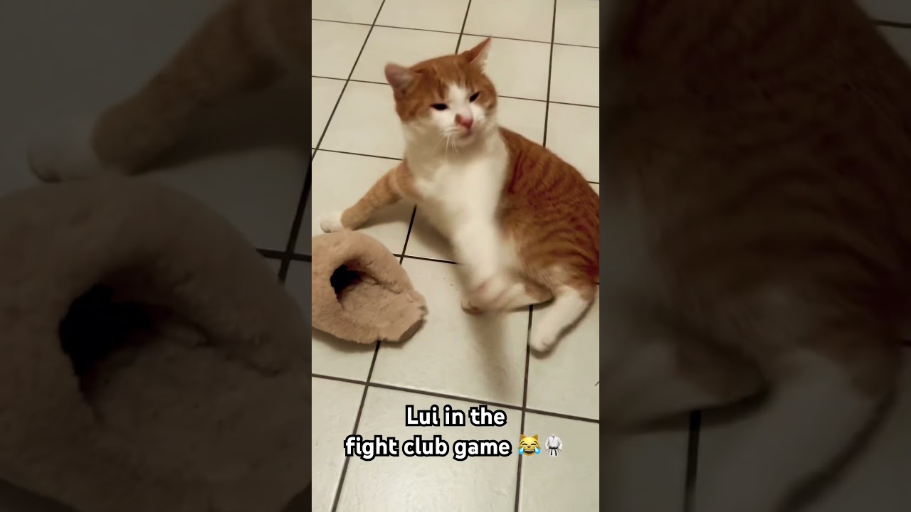 Fight Club: Epic Cat vs. Brush – The Battle You Didn’t Know You Needed!