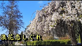 浪花恋しぐれ (大阪愛情陣雨) (都はるみ&岡千秋)【中譯】 浪花恋しぐれ (大阪愛情陣雨) (都はるみ&岡千秋)【中譯】