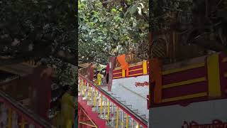 🌳🛕shukartal ka vat vraksh🌳 sukoon se bhara prachin mandir #viral #mandir #garden #muzaffarpur#shorts