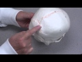 Skull sutures