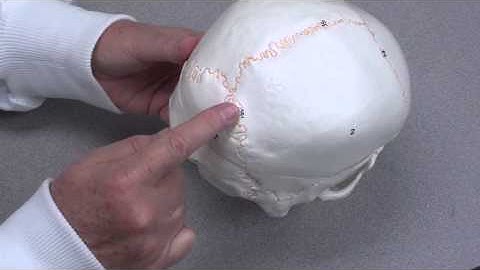 Skull Sutures