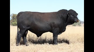 LOT 14 FAIRVIEW SASQUATCH S78 PP