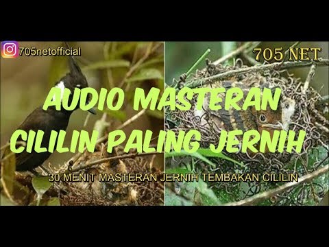 masteran-mp3-suara-cililin---bersih-&-jernih-seperti-suara-burung-asli
