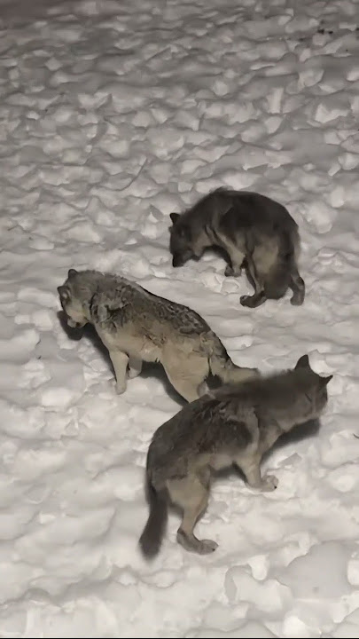 #mood #wolf @Maya Dutch #wolves #canada #mood