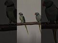 Psittaculacolumboides /( malabar Parrot)