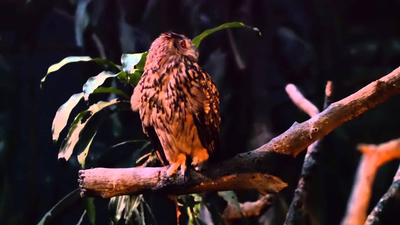 night safari owl