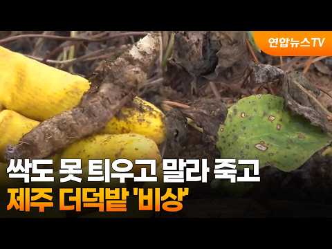 싹도 못 틔우고 말라 죽고…제주 더덕밭 ‘비상’ / 연합뉴스TV (YonhapnewsTV)