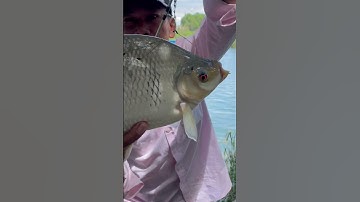 Câu cá Mè Khủng