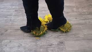 Boots crush sunflower| Boots trample sunflower | Crushing sunflower with black boots