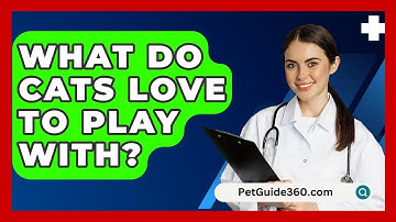What Do Cats Love To Play With? - PetGuide360.com