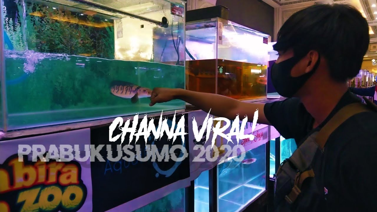 CHANNA MARU VIRAL 2020 FAJAR ARIF 