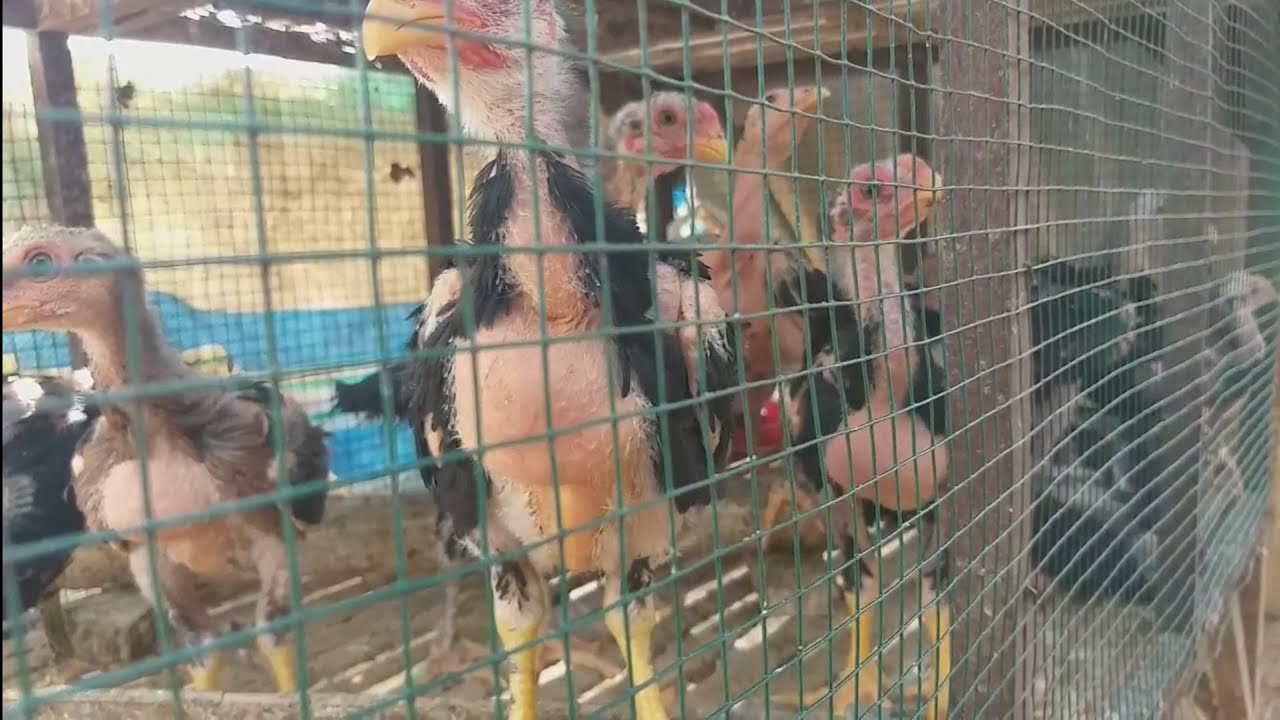 PETERNAK AYAM BANGKOK SUPER YANG SUKSES 