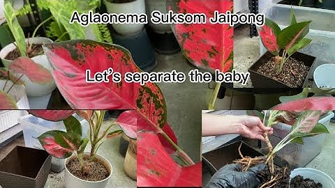 Aglaonema Suksom Jaipong Repotting and Caretips of baby plant #aglaonema