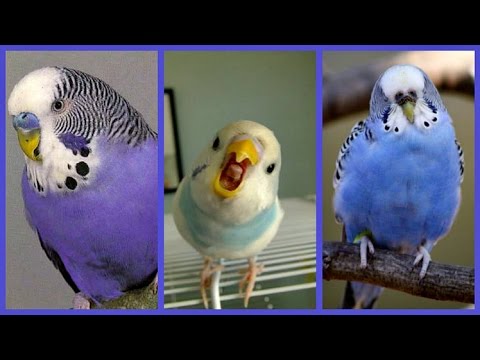 слушать звуки попугая волнистого призываем