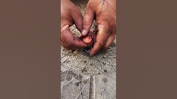 Lưới câu cá, tôm cua tự động 🐟 dễ dàng, bằng thép cao cấp #1k  #fishing #shorts