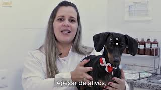 DACHSHUND: CUIDADOS E CARACTERÍSTICAS