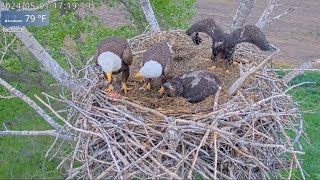 Kansas Eagles 5-10-24.  Another day of eating good in the neighborhood. (Footage from 5-1-24)