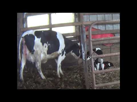Mother Cows and Calves Separated in the Dairy Industry