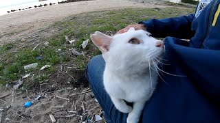撫でられてゴロゴロな白猫、その白猫を追っ払って自分が撫でられたい茶トラ野良猫