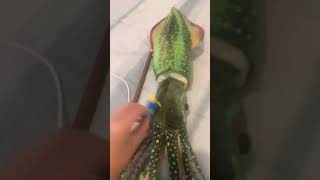 Blue kills a giant squid￼