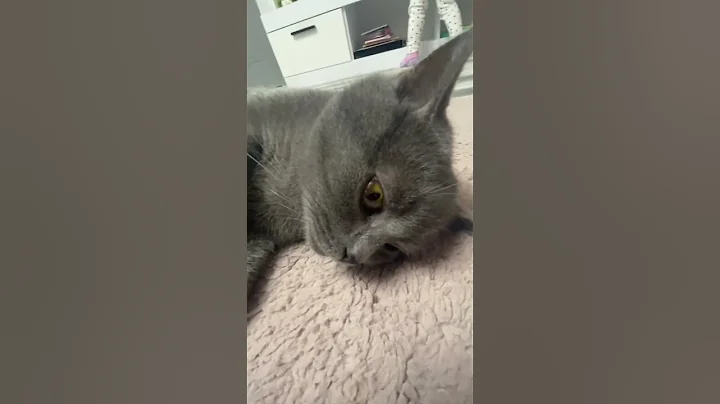 Video 3855771: british shorthair cat explores, british shorthair cat enjoying, british shorthair cat born