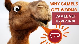 Why Camels Get Worms - Camel Vet Explains!