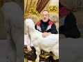 مرض خط ير يصيب أغلي انواع الماعز في مصر والعالم والحل 