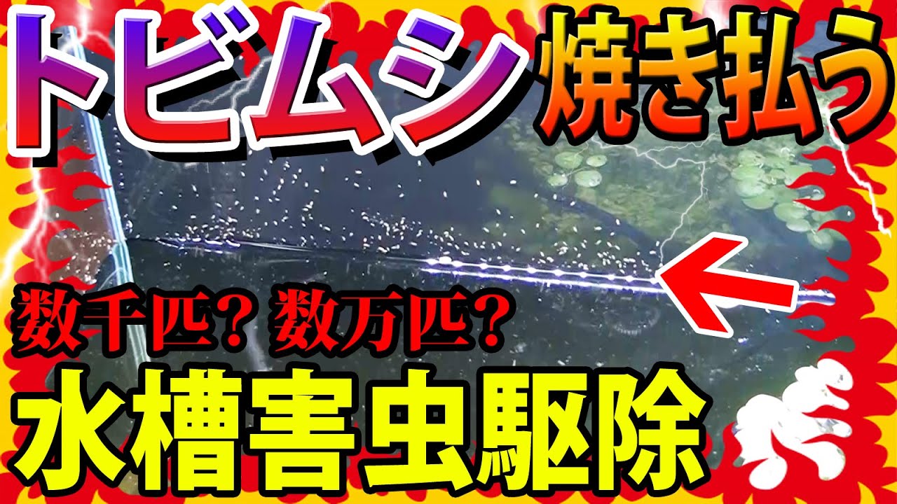 トビムシ数千匹を退治 水槽内を焼き払う 害虫駆除 Youtube