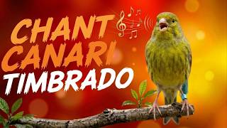 Chant Canari Timbrado Espagnol - Le Meilleur Chant pour Stimuler vos Oiseaux screenshot 4