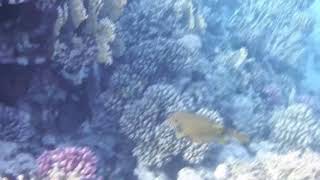 🌊 Peaceful Underwater Background 4K HDR Live Wallpaper • Ocean Calm for Deep Sleep screenshot 1