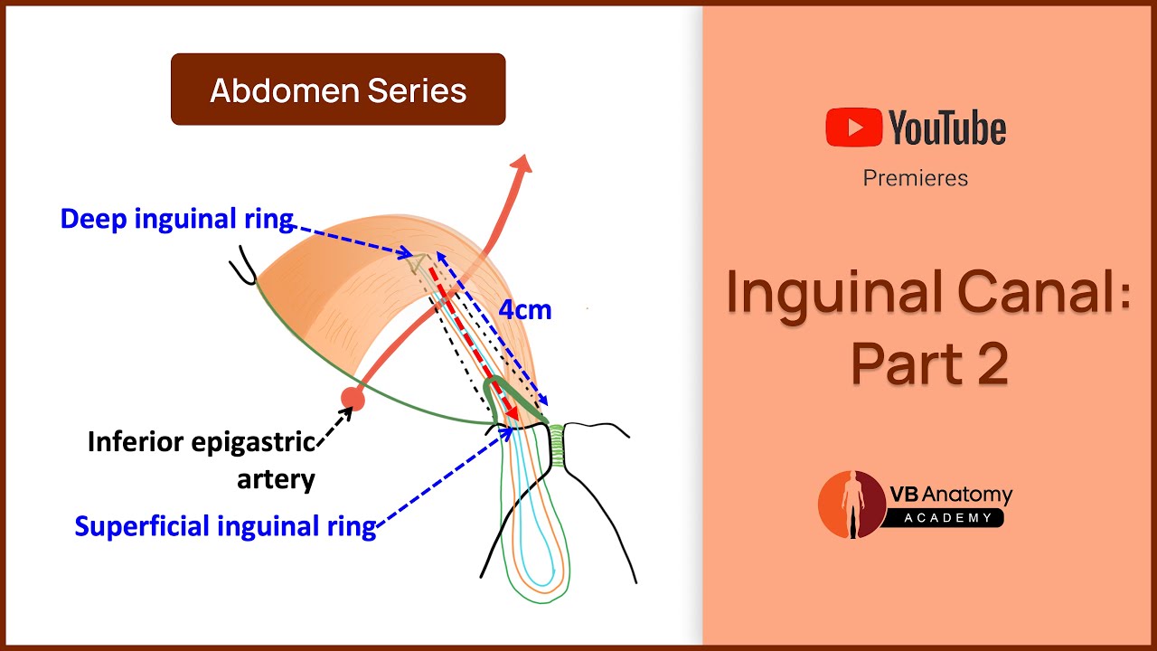 Inguinal canal - YouTube