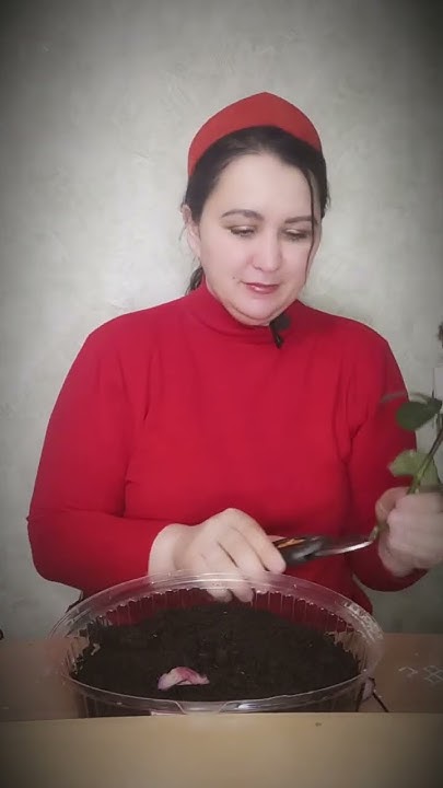 Как укоренить розу из букета? Как делать черенки. #ландшафт #дача #сад ...