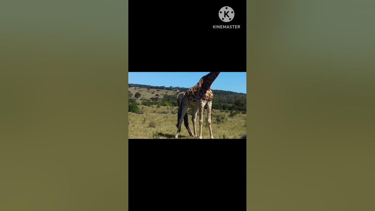 Giraffe birth - YouTube