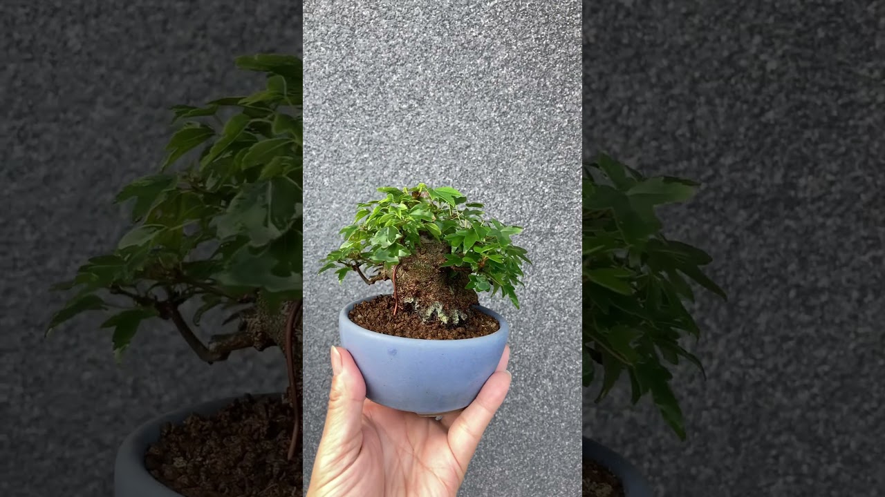 小品盆栽楓（kaede Japanese maple) #bonsai #Shohin bonsai #Yokosuka